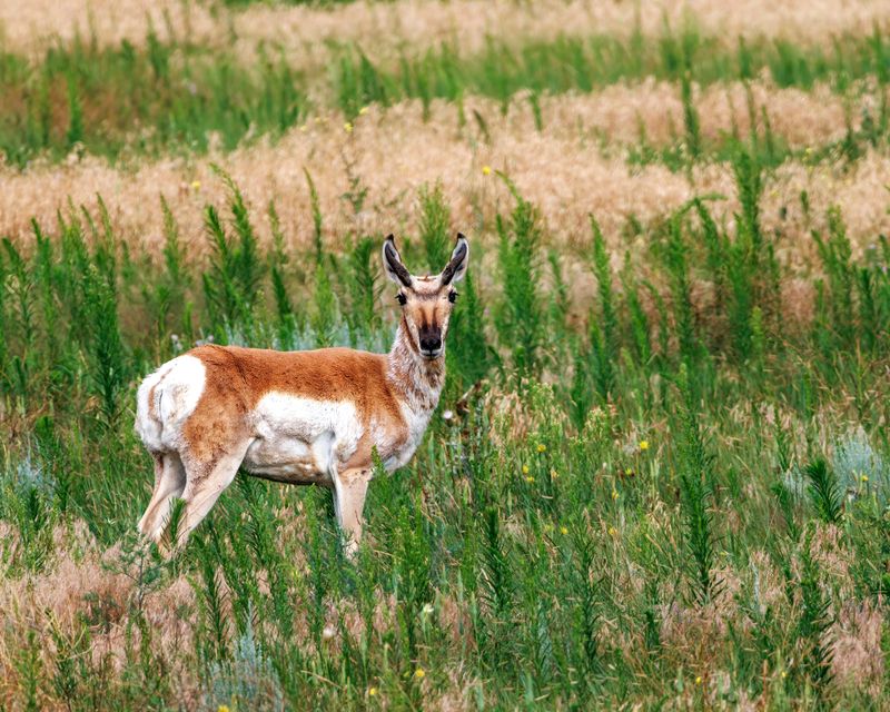 Pronghorn_Buck-230806-102644-4837.jpg