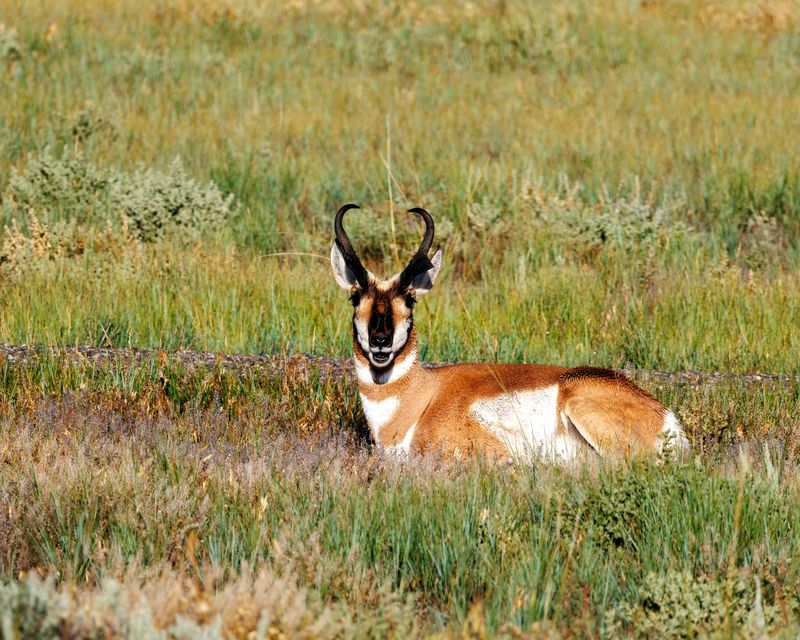 Pronghorn_Buck-230807-084448-4906.jpg