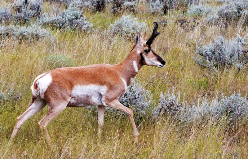 Pronghorn_Buck-230807-144654-5636.jpg