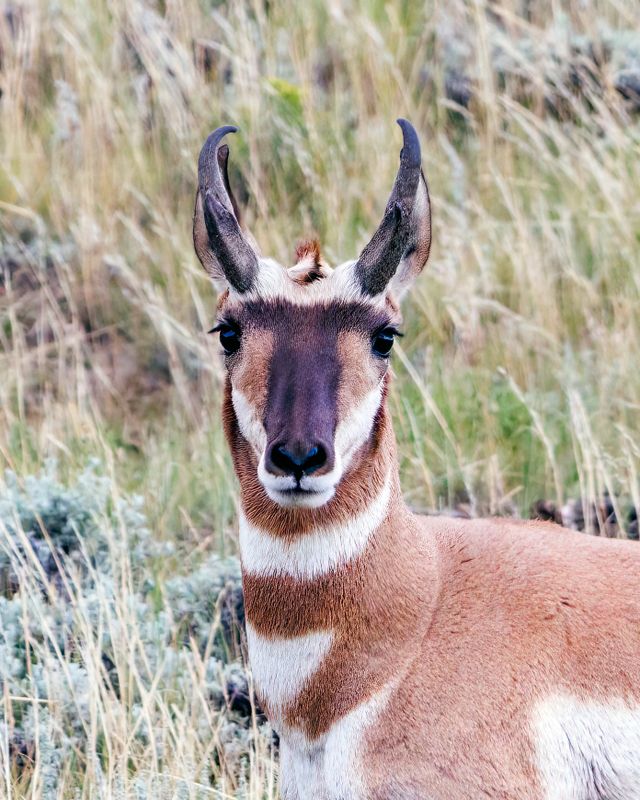 Pronghorn_Buck-230810-190219-5984.jpg