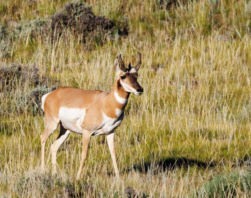 Pronghorn_Buck-230811-185649-6491.jpg