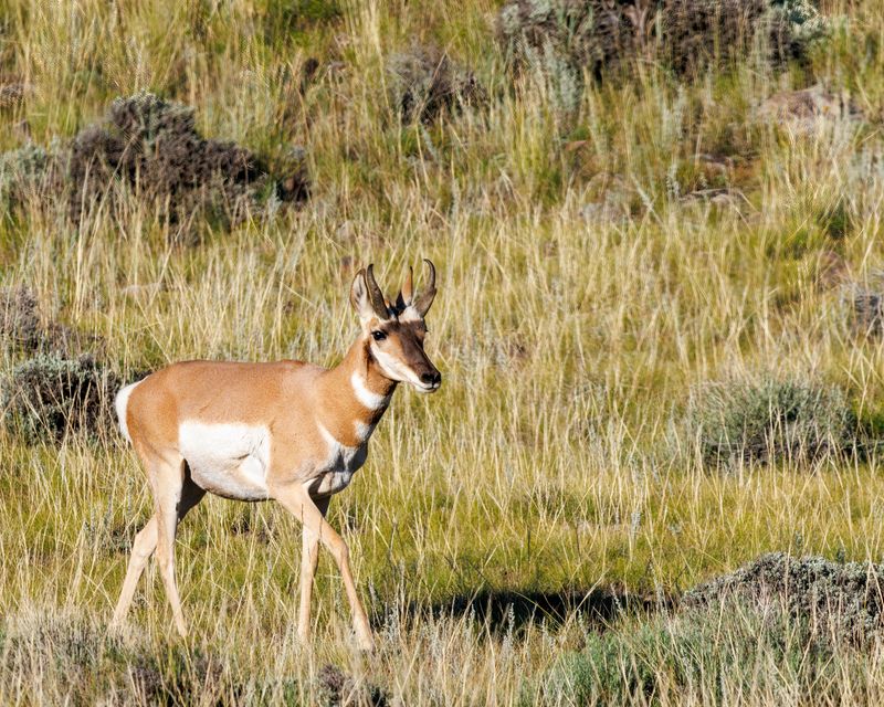 Pronghorn_Buck-230811-185649-6496.jpg