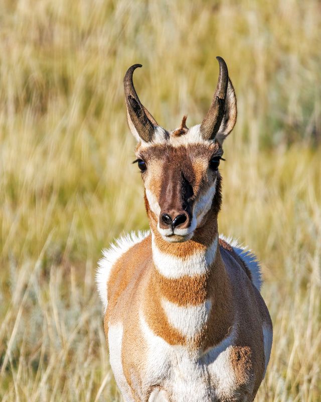 Pronghorn_Buck-230811-185735-6532.jpg