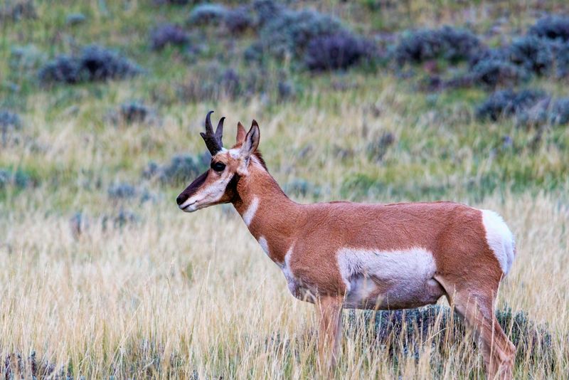 Pronghorn_Buck-230816-194259-8100.jpg