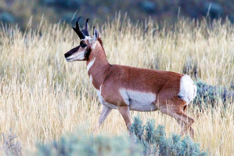 Pronghorn_Buck-230829-063458-0697.jpg