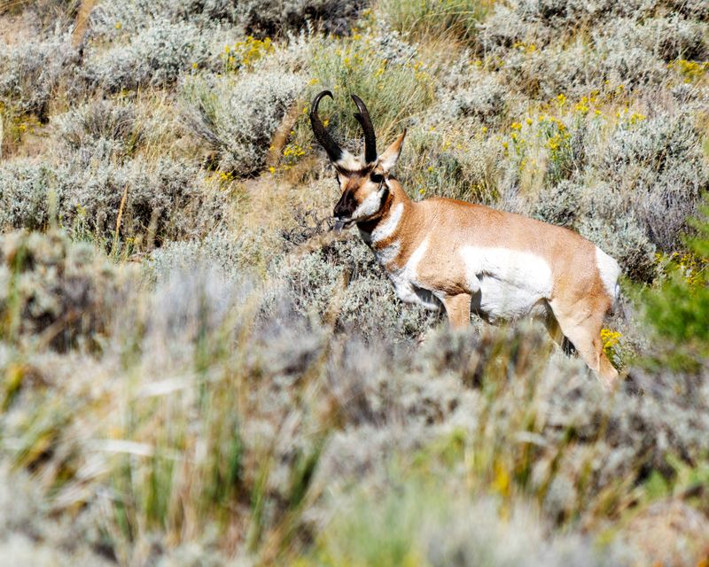 Pronghorn_Buck-230903-102213-2297.jpg