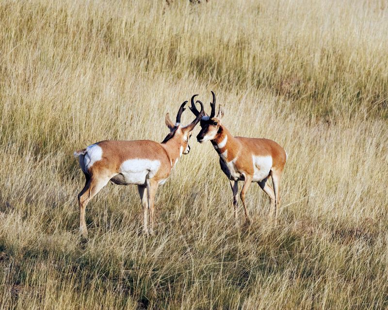 Pronghorn_Bucks-230826-071411-0236.jpg