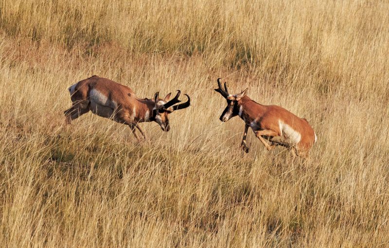 Pronghorn_Bucks-230826-071442-0364.jpg