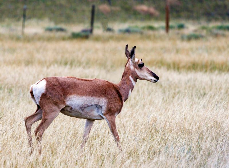 Pronghorn_Doe-230810-185948-5911.jpg
