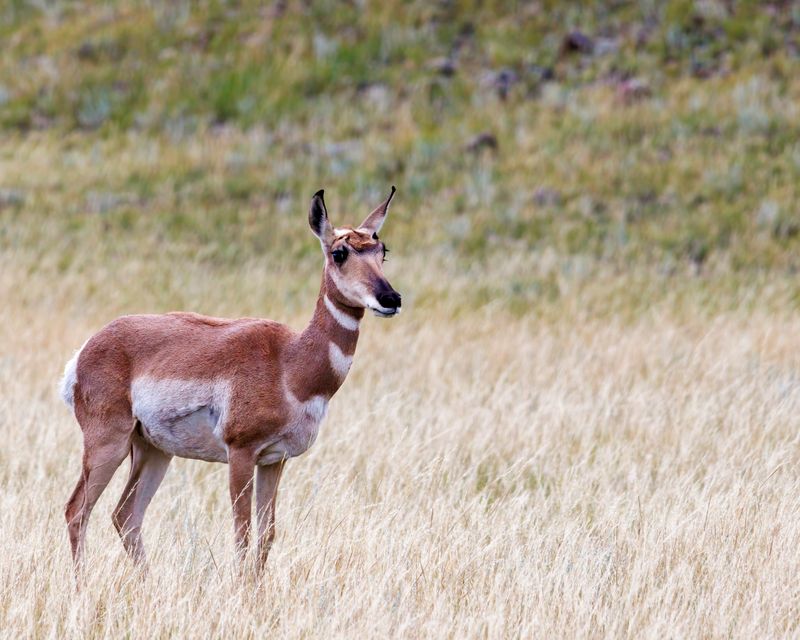 Pronghorn_Doe-230810-190007-5939.jpg