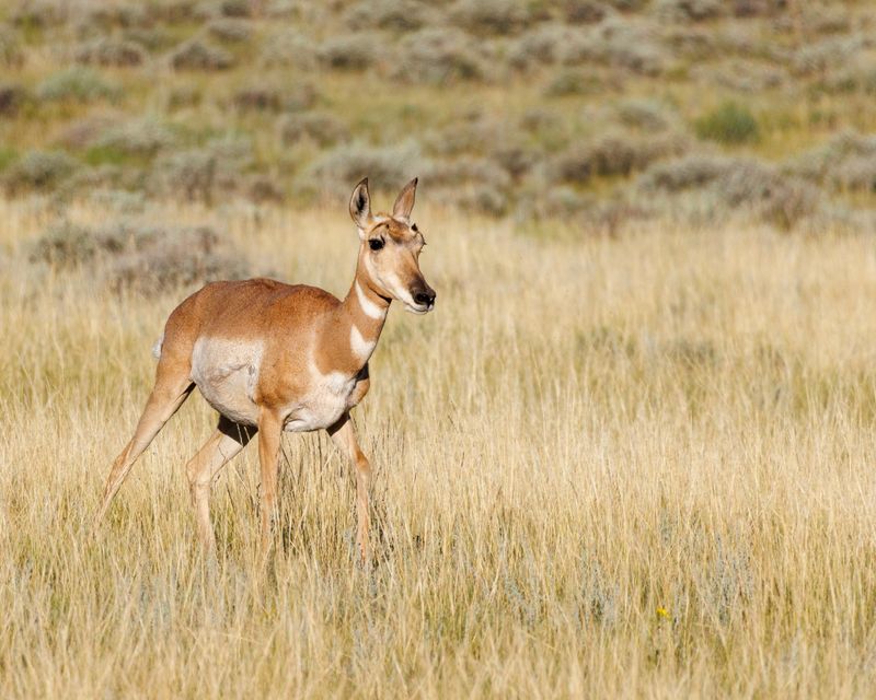 Pronghorn_Doe-230811-190113-6557.jpg