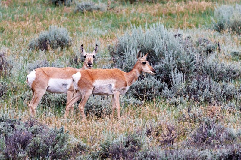 Pronghorn_Does-230807-140646-5537.jpg