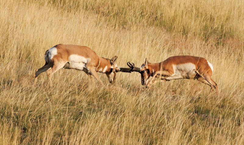Pronghorn_Rut-230826-071421-0304.jpg