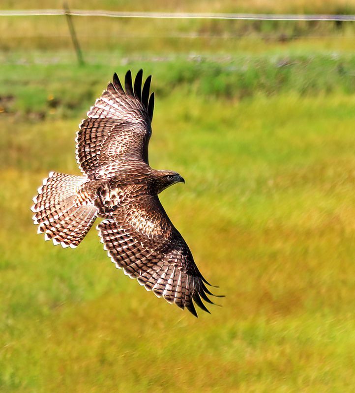 Redtail_Hawk-Cine-230823-093138-6802.jpg