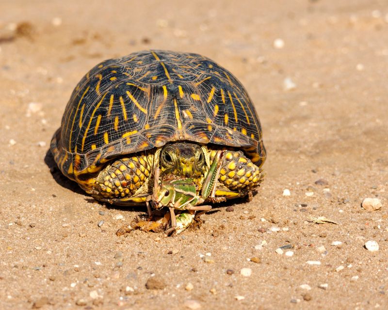 Tortoise_with_Grasshopper-230805-100153-4473.jpg
