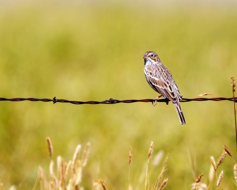 Vesper_Sparrow-230828-111935-0589.jpg