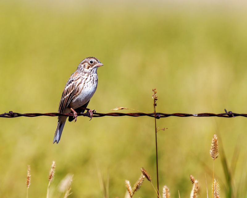 Vesper_Sparrow-230828-111947-0618.jpg