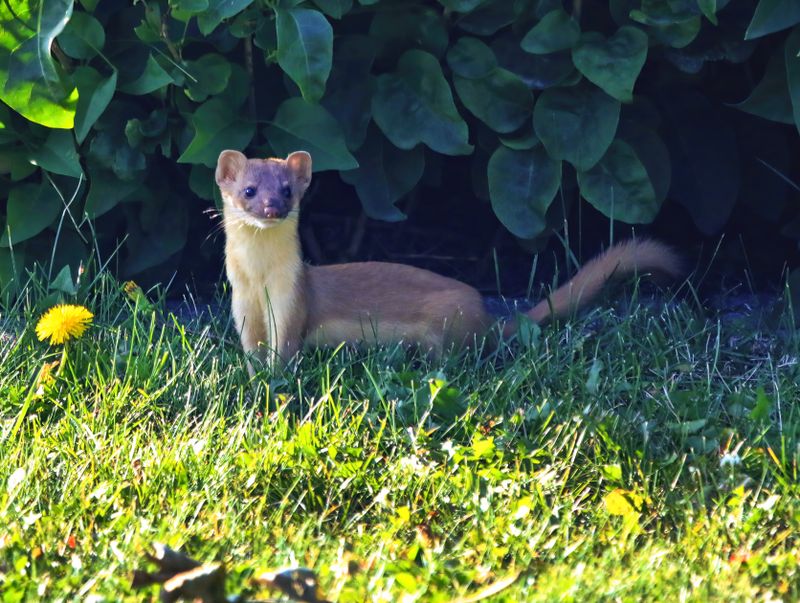 Weasel-230819-081035-6230.jpg
