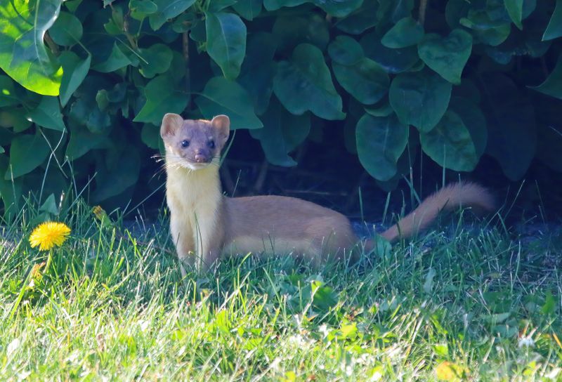 Weasel-230819-081035-6231.jpg