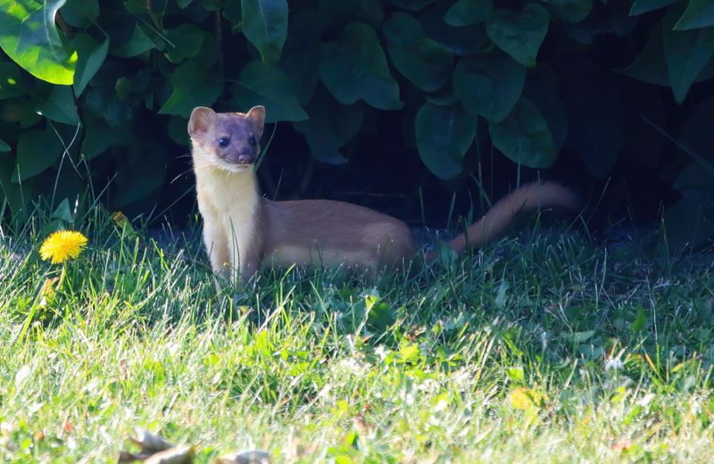 Weasel-230819-081043-6236.jpg