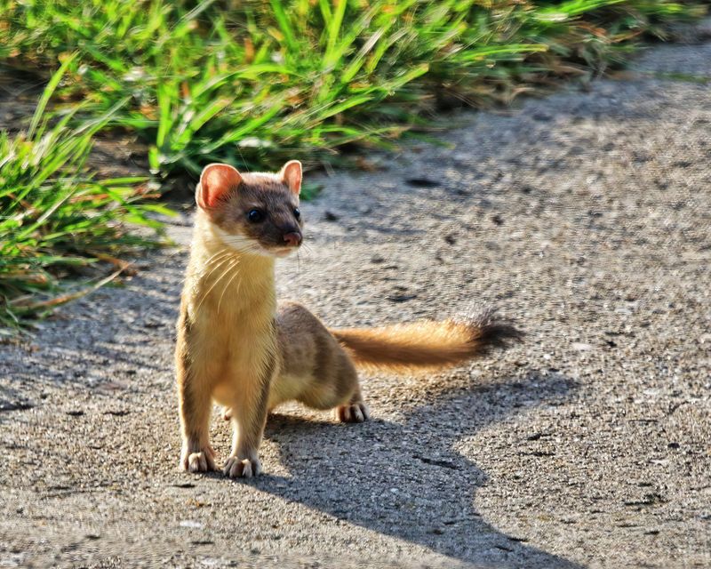 Weasel-230819-081107-6244.jpg