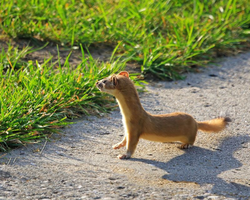 Weasel-230819-081108-6249.jpg