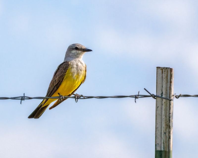 Western_Kingbird-230805-092635-4292.jpg