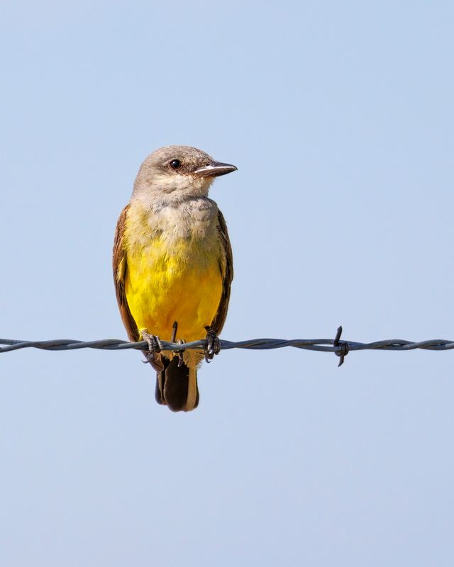 Western_Kingbird-230805-095031-4373.jpg
