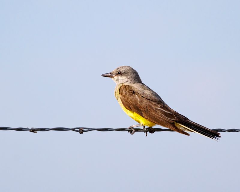 Western_Kingbird-230805-095107-4434.jpg