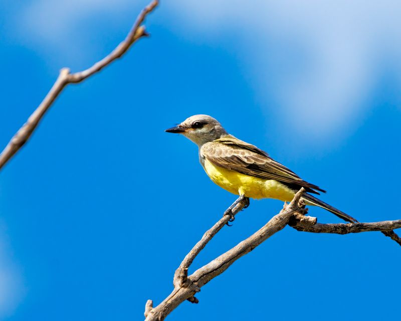 Western_Kingbird-230805-102819-4619.jpg