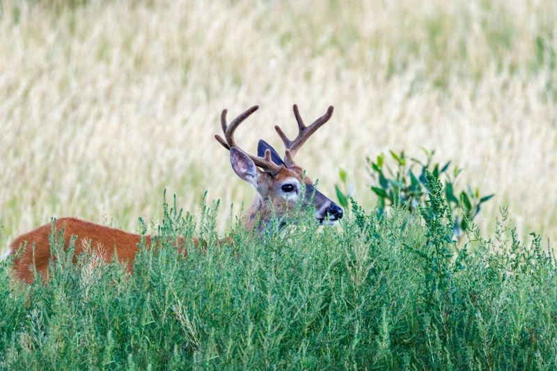 White-Tailed_Buck-230814-191110-7337.jpg