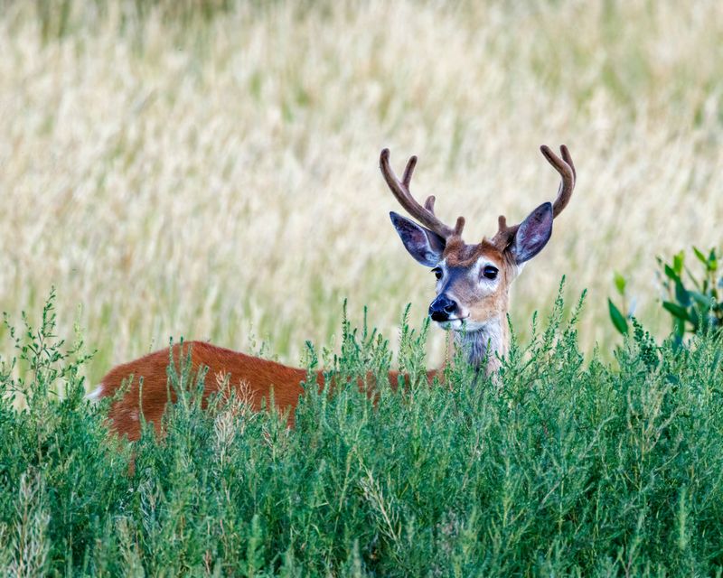 White-Tailed_Buck-230814-191114-7339.jpg