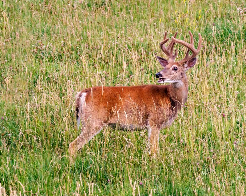 Whitetail_Buck-230816-192220-8085.jpg