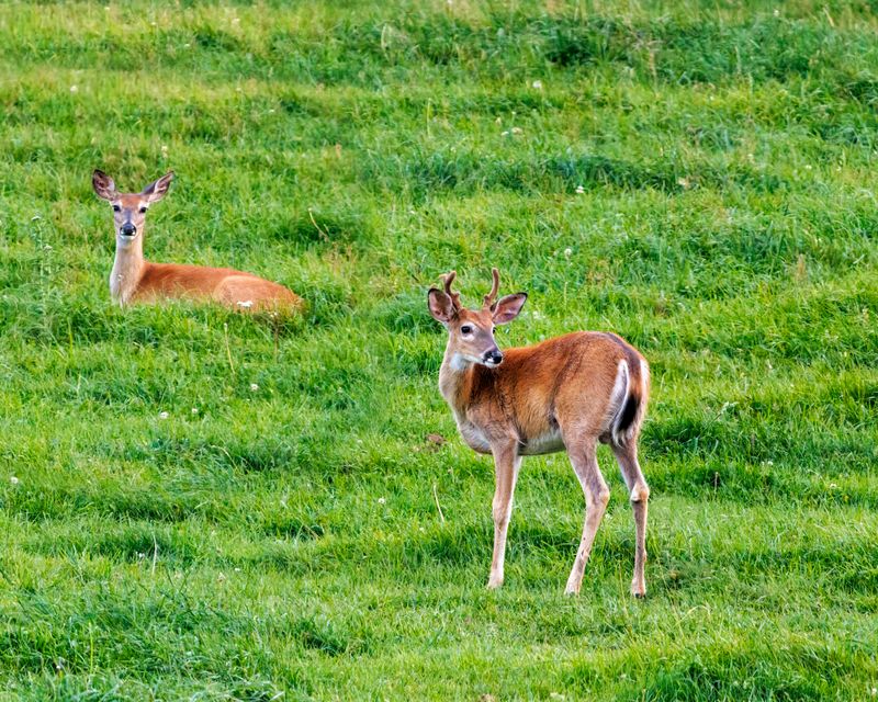Whitetail_Deer-230829-185904-1264.jpg