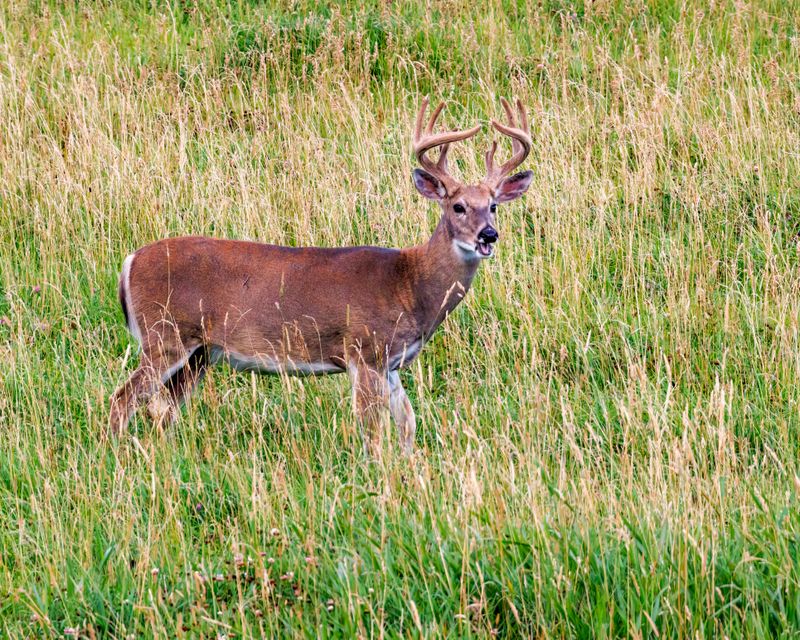 Whitetail_Deer-230829-193725-1467.jpg