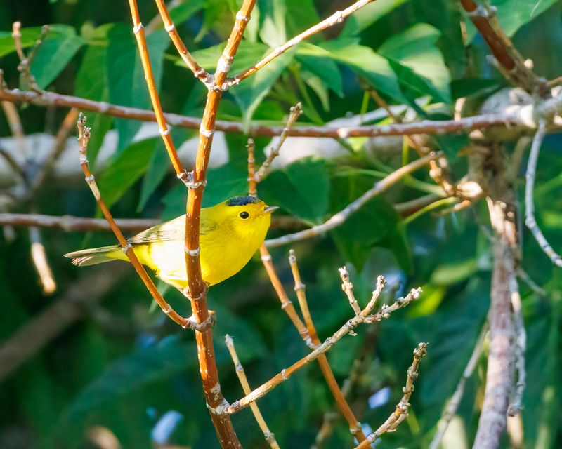 Wilsons_Warbler-230830-073506-1838.jpg