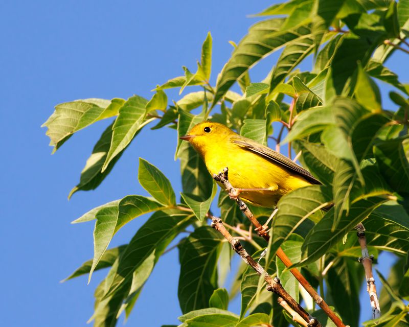 Wilsons_Warbler-230830-073914-1848.jpg