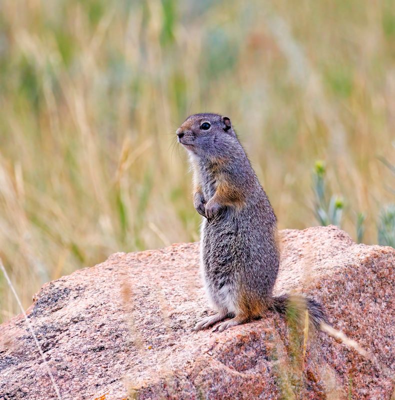 Wyoming_Ground_Squirrel-230823-090446-9136.jpg