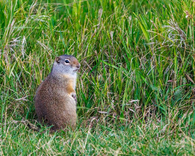 Wyoming_Ground_Squirrel-230823-090804-9240.jpg