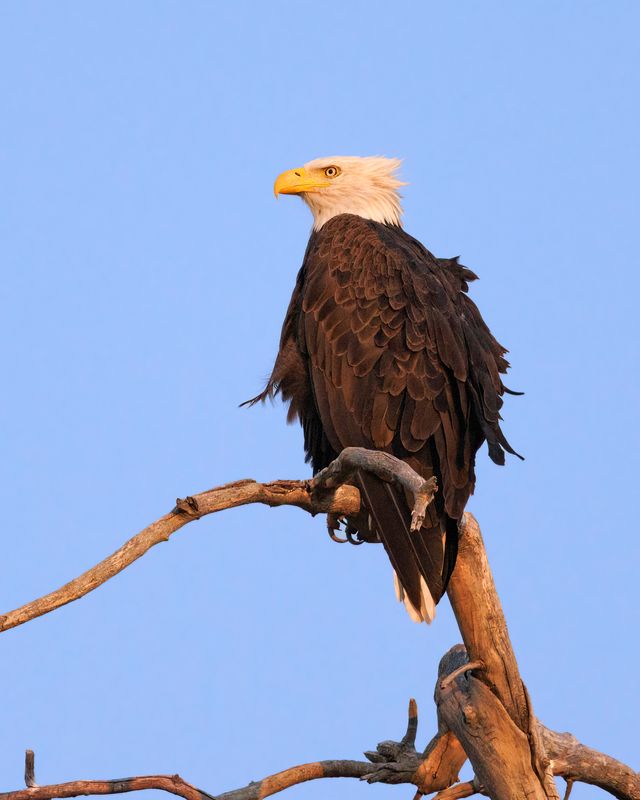 Bald_Eagle-240908-072257-6193.jpg