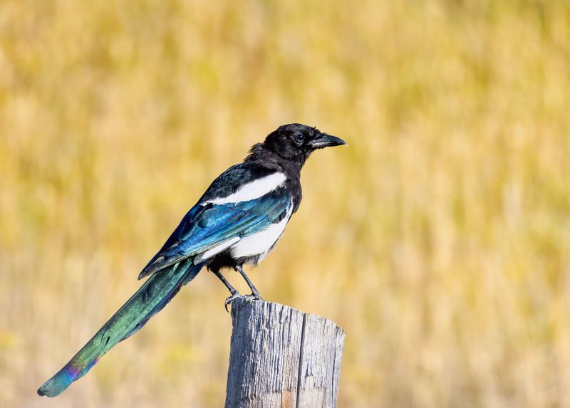 Black-Billed_Magpie-240825-085754-2045.jpg