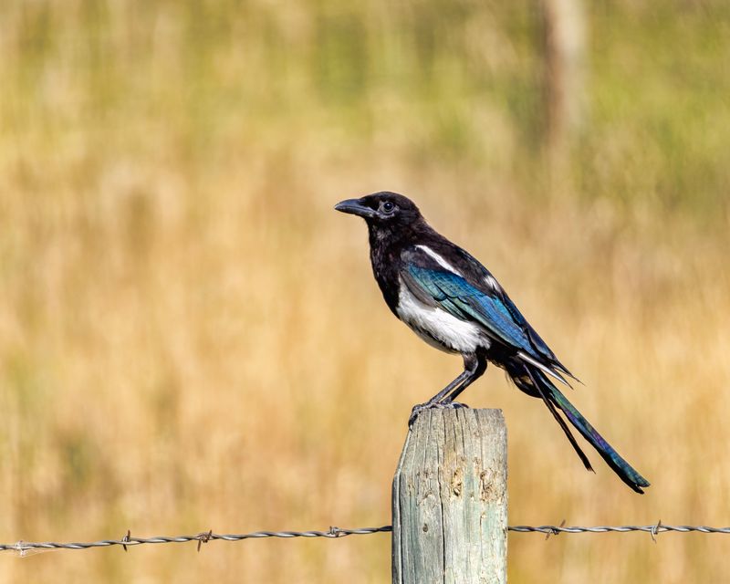 Black-Billed_Magpie-240825-093125-2212.jpg