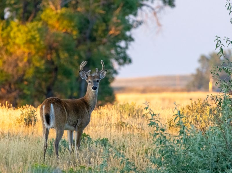 Buck-240830-064218-4028.jpg
