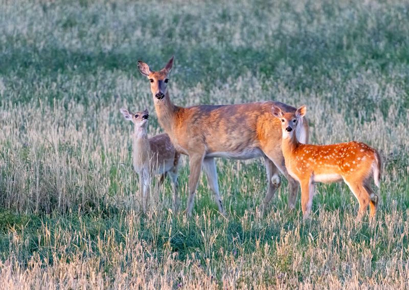 Deer_Family-240830-063633-3939.jpg