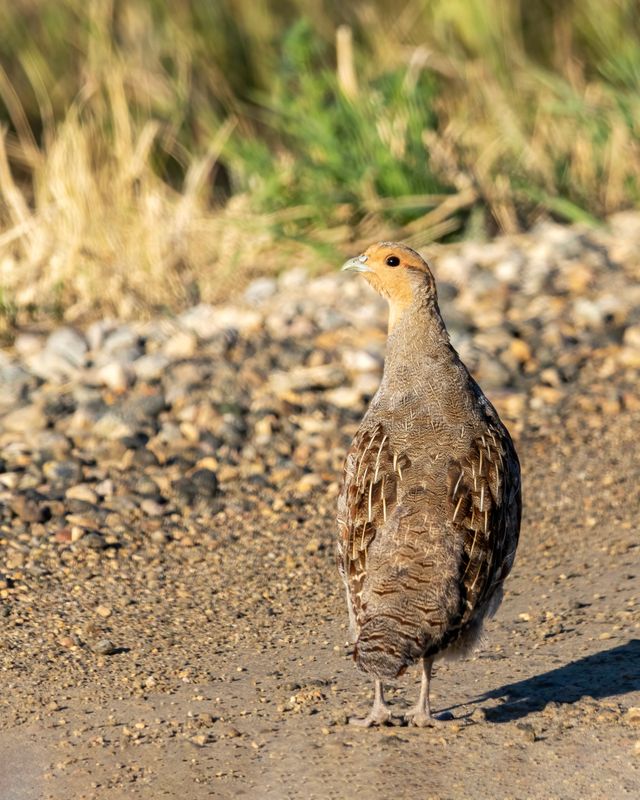 Gray_Partridge-240829-074802-3077.jpg