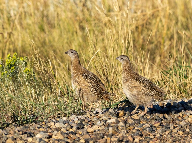 Gray_Partridge_Chicks-240829-074943-3153.jpg