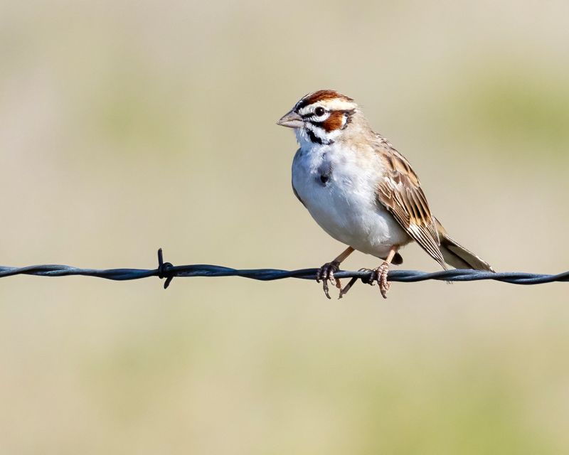 Lark_Sparrow-240811-095336-0654.jpg
