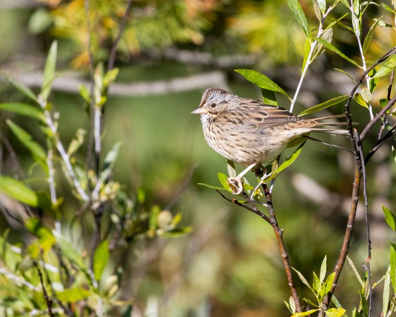 Lincolns_Sparrow-240827-084002-2334.jpg