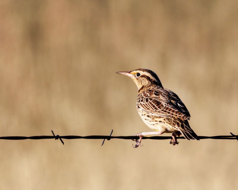 Meadowlark-240903-074840-4925.jpg