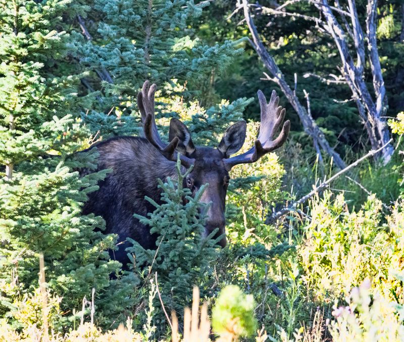 Moose-240829-091603-3412.jpg